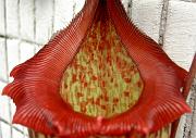 Nepenthes sibuyanensis x mixta, peristome 2